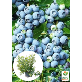 Голубика 5-и летняя Блюкроп (Bluecrop) контейнер 40л
