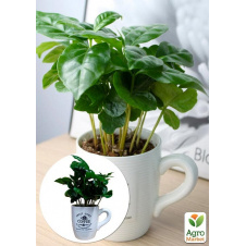 Кофе Arabica coffee (в керамической чашке)