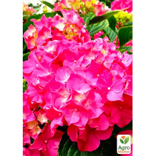 Гортензия крупнолистная розово-красная Ситилайн Париж (Hydrangea macrophylla Cityline Paris)
