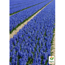 Лаванда английская узколистная Лоддон Блю (Loddon Blue)