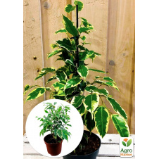 Фикус Бенджамина вариегатный Саманта (Ficus benjamina Samantha) вазон Р9