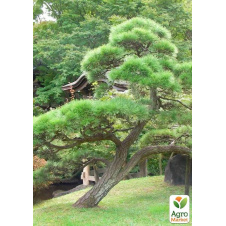 Сосна красная китайская Pinus Tabuliformis (легко формирующийся Бонсай)