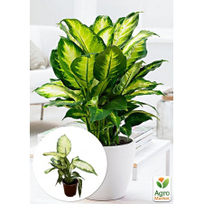 Діффенбахія (Dieffenbachia) Camilla висота 30-50см