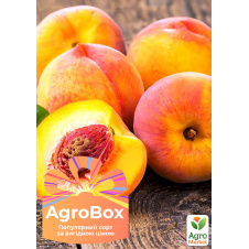 Ексклюзив! AGROBOX із саджанцем персика сорту солодкого, як мед