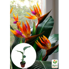 Стрелиция Королевская Bird of Paradise