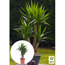 LMTD Юкка Гігантська Слонова 3-річна Yucca Elephanipes (висота 45-65см)