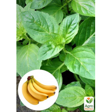 Мята Банановая Menta arvensis banana