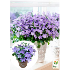 Кампанула цветущая Isophylla Blue (Нидерланды)