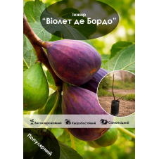 Эксклюзив! Инжир темно-фиолетовый Виолет де Бордо (Violette de Bordeaux) (премиальный, самоопыляемый, ремонтантный сорт)