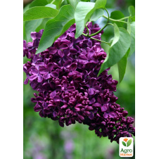 Сирень тёмно-фиолетовая Night (Syringa vulgaris Night)