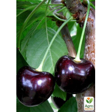 Черешня Карина (летний сорт, поздний срок созревания)