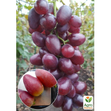 Виноград Полонез (сверхранний сорт, крупная ягода гармоничного вкуса)