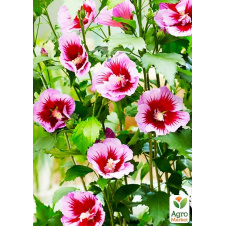 Гібіскус сирійський напівмахровий Flower Tower Purple