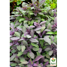 Шавлія Purpurea