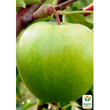 Ексклюзив! Яблуня соковито зелена Альпійський лук (Alpine meadow) (преміальний зимостійкий сорт, пізній термін дозрівання)