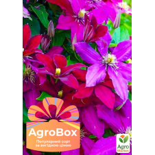 Эксклюзив! AGROBOX с саженцем очаровательного клематиса
