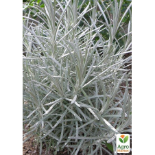 Мини-карри (Helichrysum italicum Aladin)