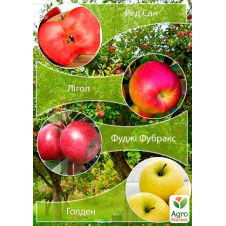 Дерево-сад Яблуня Ред Сан+Лігол+Фуджі Фубракс+Голден