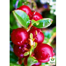 Клюква Ховес (Hoves) (средне-поздний срок созревания, крупноплодный сорт)