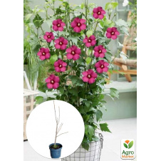 Гібіскус сирійський 2-х річний Flower Tower Ruby С1,5 висота 30-40 см