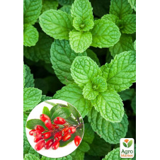 Мята Барбарисовая Якима (Mentha spicata Yakima)
