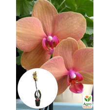 Орхідея (Phalaenopsis) Apricot