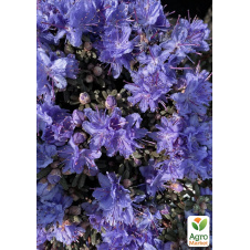 Рододендрон вересообразний Arctic Blue вазон Р9
