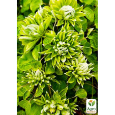 Клематис Green Passion (повторноцветущий сорт)