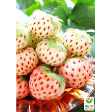 Полуниця Пайнберрі (Pineberry) 5шт (ремонтантний сорт, мають смак ананас, що нагадує)