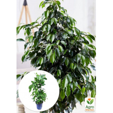 LMTD Фикус Бенджамина Danita (высота 50-70см)