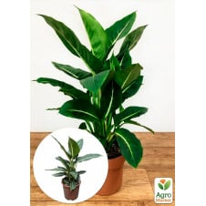 Діффенбахія (Dieffenbachia) Green Magic висота 40-60см