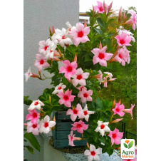 Дипладения (Mandevilla) Rio Cream (цветущая лиана)