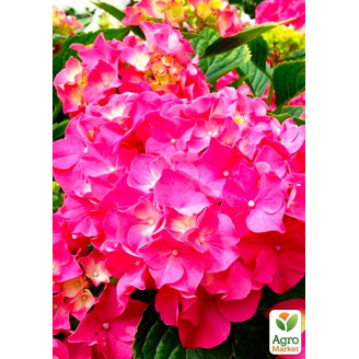 Гортензия крупнолистная розово-красная Ситилайн Париж (Hydrangea macrophylla Cityline Paris)