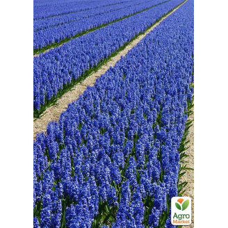 Лаванда английская узколистная Лоддон Блю (Loddon Blue)