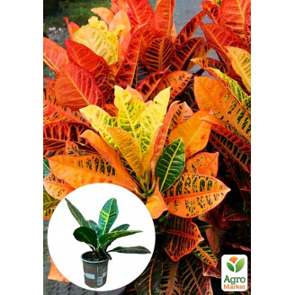 Кротон (Croton) Petra