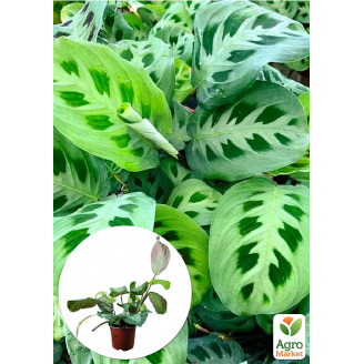 Маранта Leuconeura