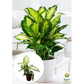 Діффенбахія (Dieffenbachia) Camilla висота 30-50см