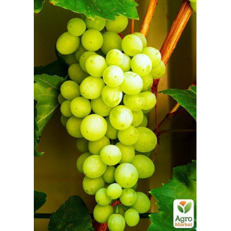 Виноград Совіньйон Блан (Sauvignon Blanc) (винний сорт, середній термін дозрівання)
