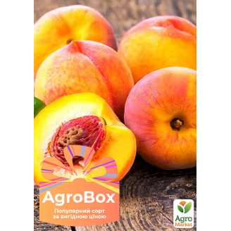 Ексклюзив! AGROBOX із саджанцем персика сорту солодкого, як мед