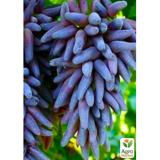 Виноград Ведьмины пальцы (Witch Fingers) (уникальный сорт)
