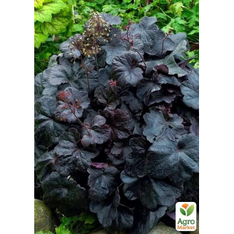 Гейхера (Heuchera) Obsidian С1 (высота 15-30см)