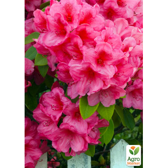 Рододендрон розовый Кермезина Розеа (Kermesina Rose)
