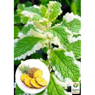 М'ята Запашна Variegata (контейнер Р9)