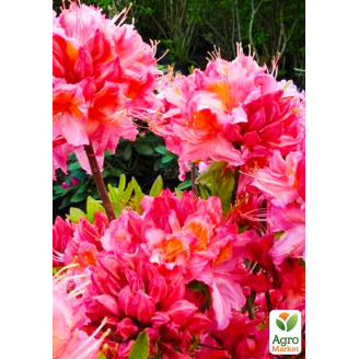 Рододендрон листопадный Пинк Делайт(Pink Delight)