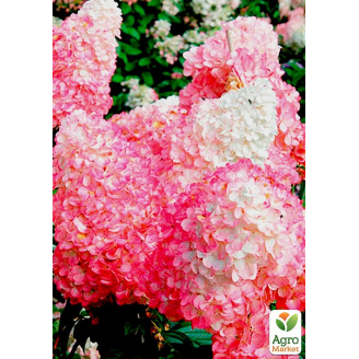 Гортензия метельчатая Pink Lady вазон Р9