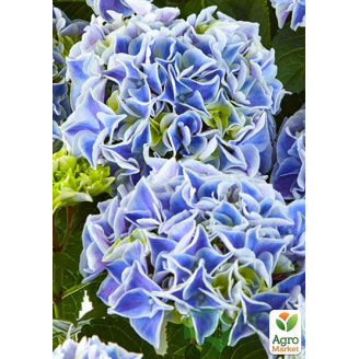 Гортензия крупнолистная Saxon Candy Heart Blue