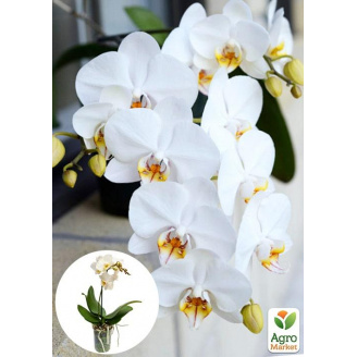 Орхідея (Phalaenopsis) White