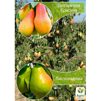 Дерево-сад Груша Талгарская Красавица+Ноябрьская