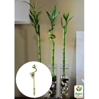 Бамбук комнатный Lucky Bamboo (Dracaena Sanderiana)