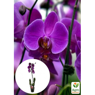 Орхідея (Phalaenopsis) Purple